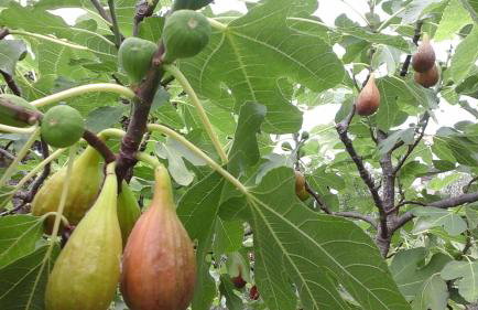 Apartman Laurus Malinska - Foto 3