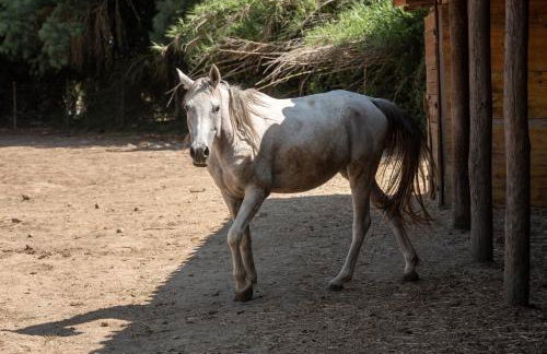 Quinta do Louredo - Évora - Foto 89