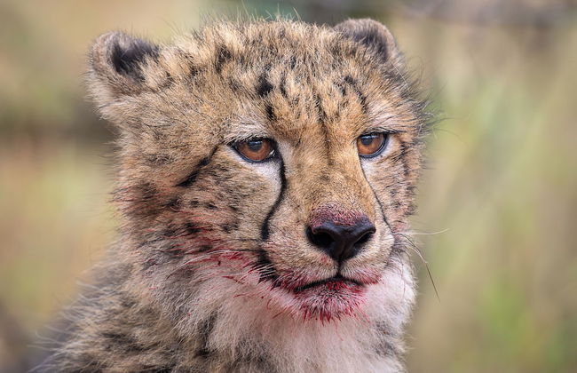 Rhino's Rest Private Luxury Villa - Photo 33