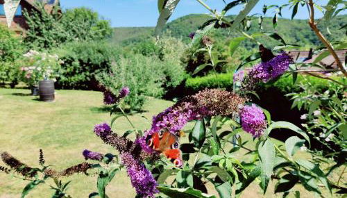 Ferienwohnung Edersonne - Foto 4
