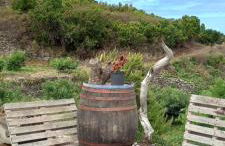 Casa Nieves de Mario - Foto 32