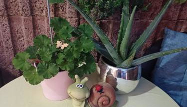 Ferienwohnung Neli am Rhein - Foto 2