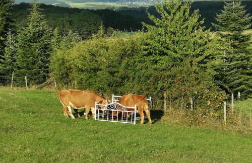 Eifelferienkurth - Photo 38