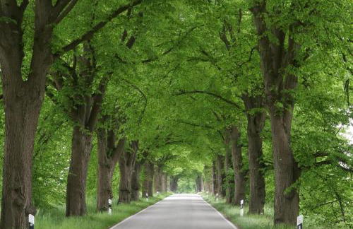 "Haus Seegang" für Naturliebhaber, strandnah, ruhig, mit großem Garten - Foto 36