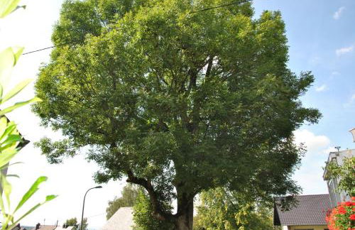 Ferienwohnung Rosengarten - Foto 8