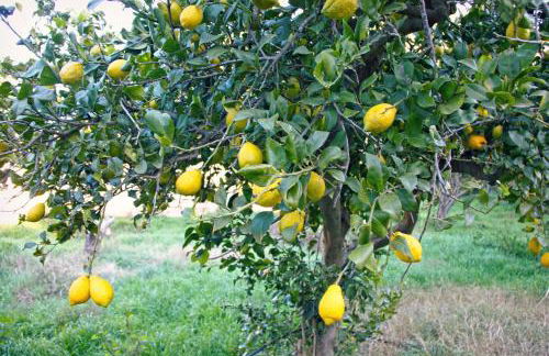 Hort de Mao - Photo 26