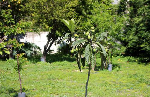 Villa Sofia Filoxenia - Photo 52