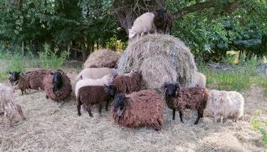 La roulotte de Jane - Foto 5