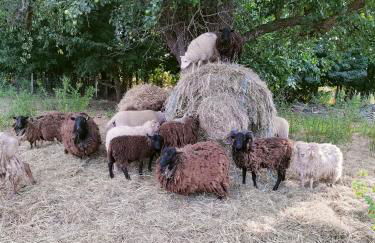 La roulotte de Jane - Foto 5