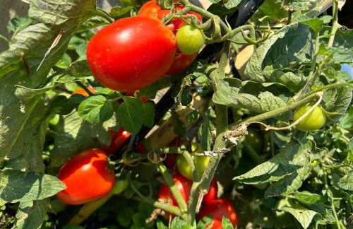 Eleni Country Cottage 2 - Foto 45