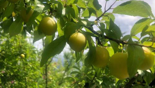 Ferienwohnung miraBelle - Foto 3, Garden