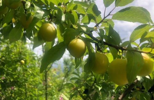 Ferienwohnung miraBelle - Foto 3