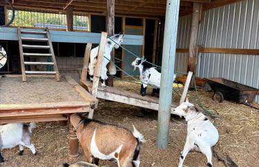 Willow Court Farm Studio East & Petting Farm, 8 mins to Legoland & Windsor, 15 mins to Lapland UK - Foto 18