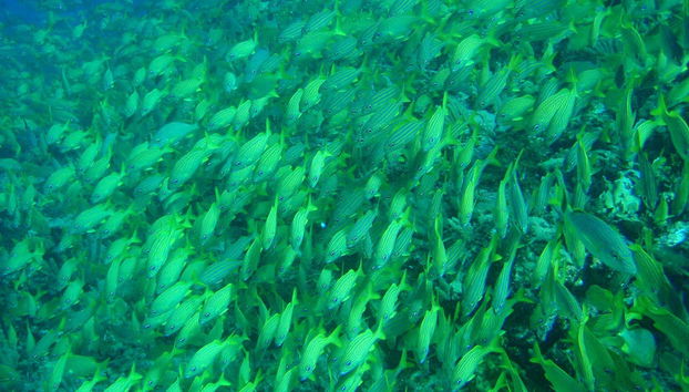 Glass Bottom Boat Tour - Foto 4