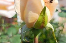 Morada das Mandalas - Foto 32