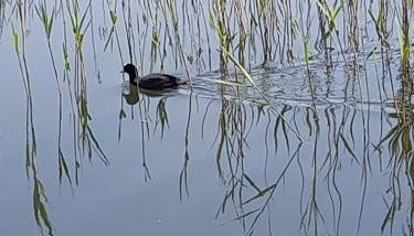 Fiori e farfalle apartment - Foto 5