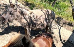 Agriturismo Villa Assunta - Foto 80