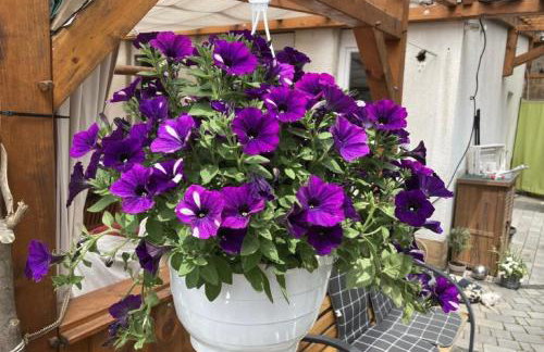 Ferienwohnungen Koch - Foto 21