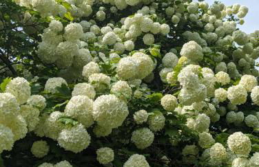 LES VOLETS BLEUS - Foto 18