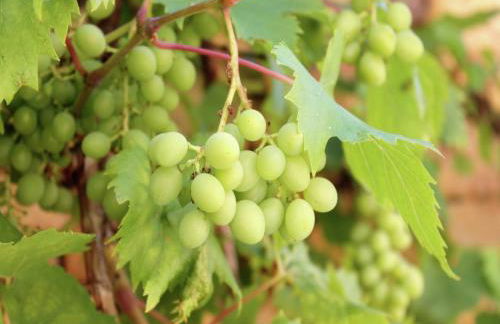 Holiday Home Montaigu-de-Quercy Lake - Foto 32