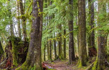 Rainforest Tiny Home Retreat Farm House - Foto 38