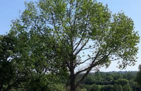 La Ripaudière - Foto 28