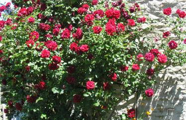 Cascina Curairone - Foto 58