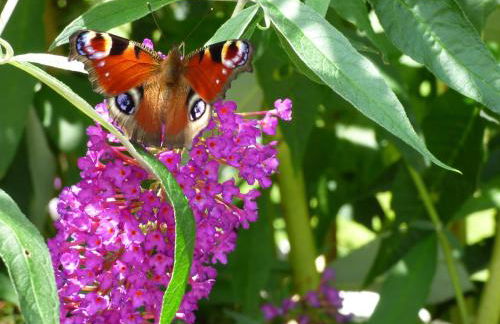 Wald Villa Üssbach - Foto 16