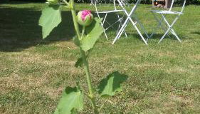 Isard - Le Hameau De La Courbière - Foto 3
