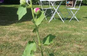 Isard - Le Hameau De La Courbière - Foto 3