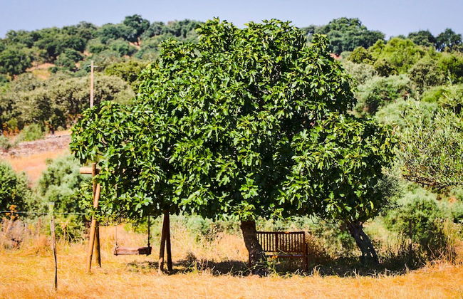 Quinta da Soneca Turismo Rural - Foto 64