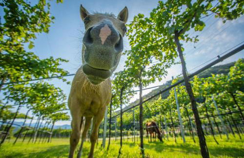 Agriturismo La Pertica - Foto 25