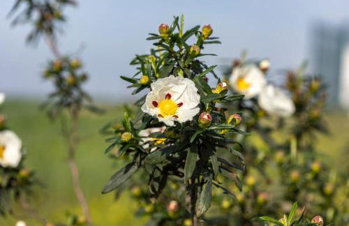 Casas Velhas - Beringelinho - Foto 32