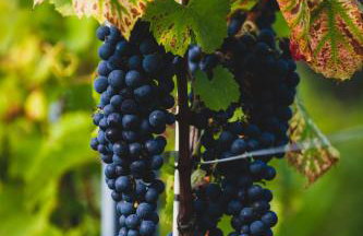 Winnica NOVI - apartamenty - Photo 15