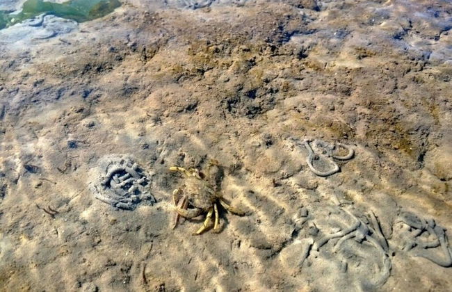 Sun, Mudflats and sea - Foto 35