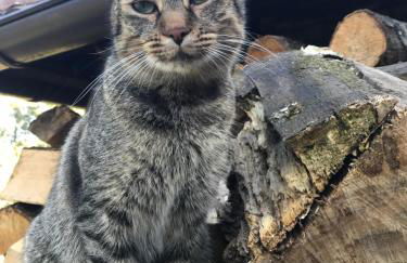 Agriturismo a casa di Susanna - Foto 49