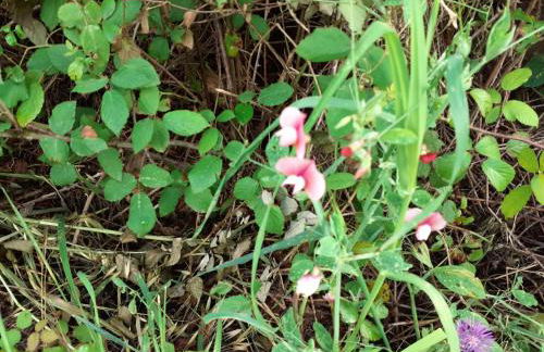 Casa de Celebrar a Vida - Foto 39