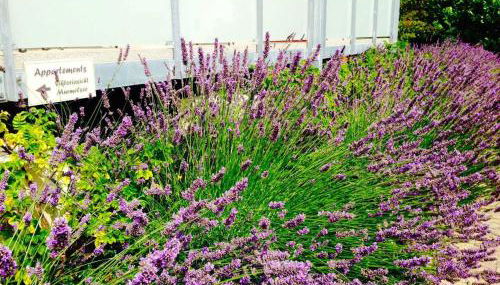 Villa Stubnitz - Foto 5