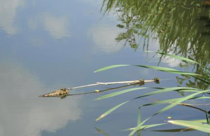 Ferienhof Olbasee - Foto 40