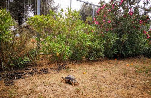 Country House in Anavyssos - Foto 18