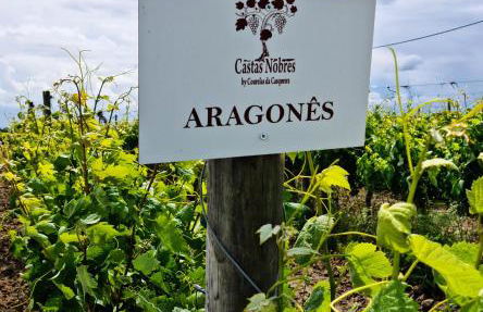 Herdade das Castas Nobres - Foto 17