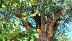 Fattoria Adriatica - Foto 2, Garden