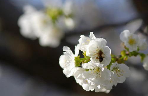 Prado del abuelo - Foto 49