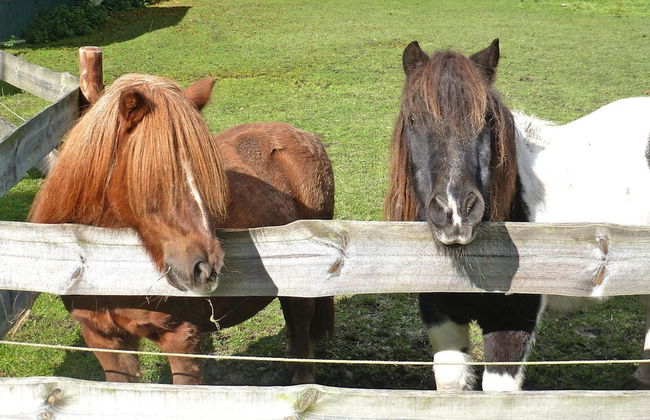 Ferienhof Landhaus Markus, Southern Switzerland - Foto 16
