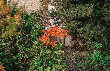 Au Bord de la Lauve - Foto 8