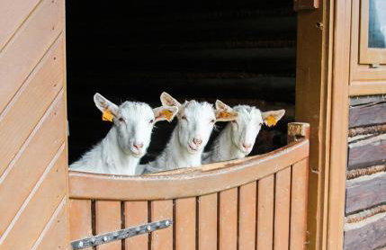 Dom gościnny w Bartniku - Photo 6