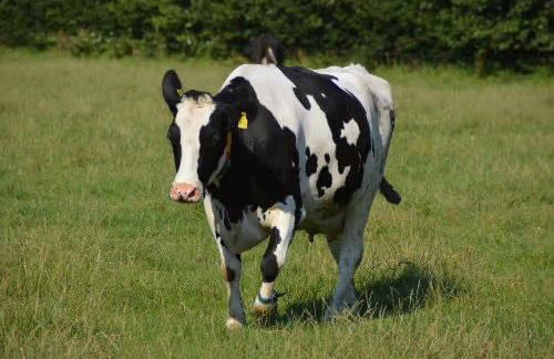 Ferienwohnung Familie Starck - Foto 12