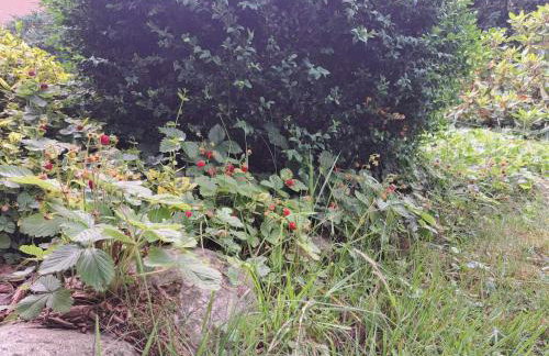 Dom Wakacyjny Myśliborka - Foto 26