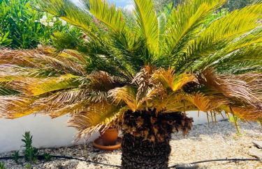 Jávea Villa entière piscine et cuisine d'été à pinosol - Foto 10