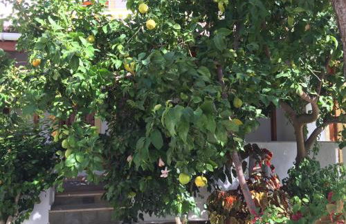 Livanina apartments - Foto 33